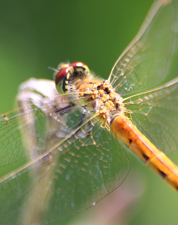 tw-libellen-4